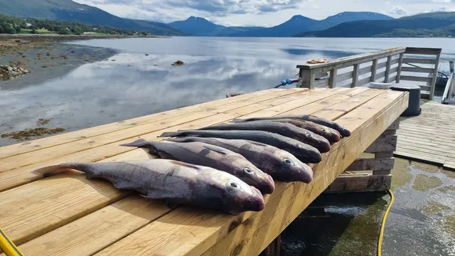 STORNES GÅRD - Guesthouse - Selnesveien 1896