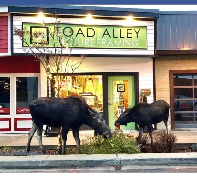 Toad Alley Picture Framing