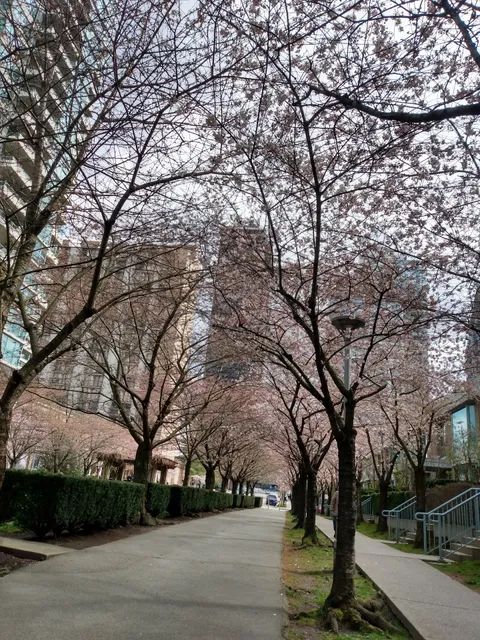 Cherry Blossom Garden