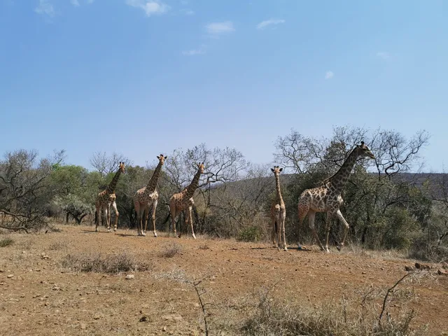 Somkhanda Game Reserve