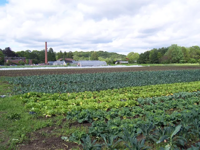 Waltham Fields Community Farm (Community Farms Outreach)