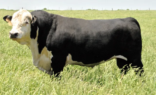 LAZY K CATTLE COMPANY