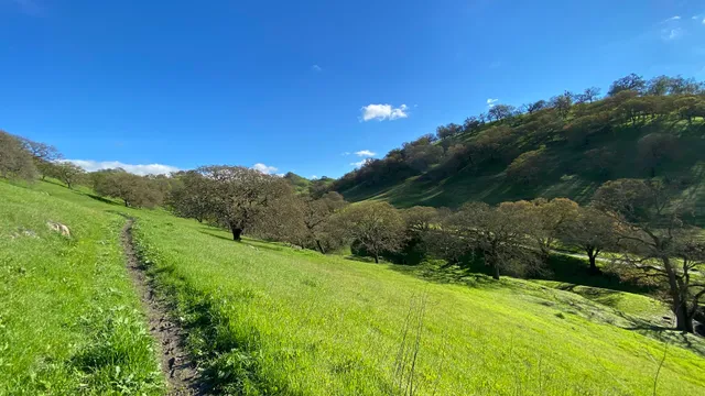 Walnut Creek Open Space