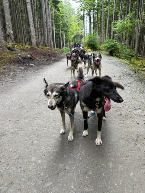 Sled Dog Adventure & Musher's Camp® in Skagway Alaska
