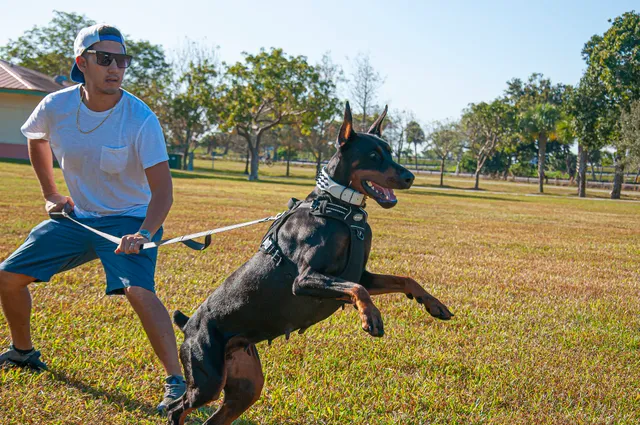 Lakewood Kennels - European Doberman Breeder & Puppies