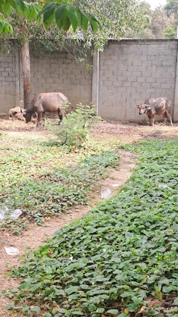 Quán Trâu nhúng mẻ - Đồng Quê