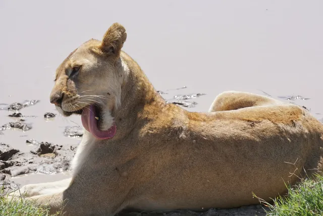 Serengeti national park