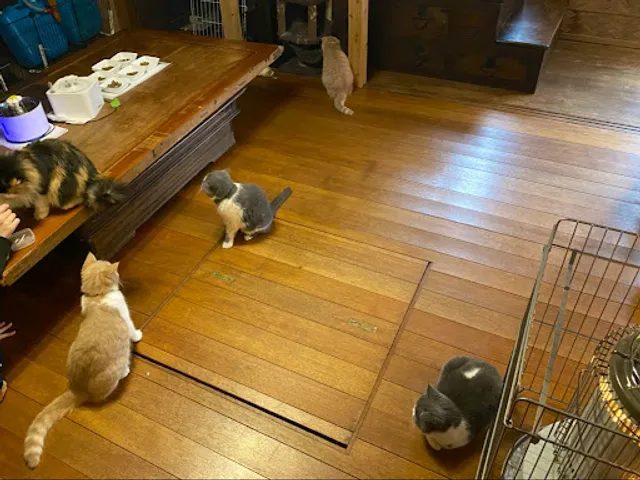 Cat Cafe Na-Go Na-Go