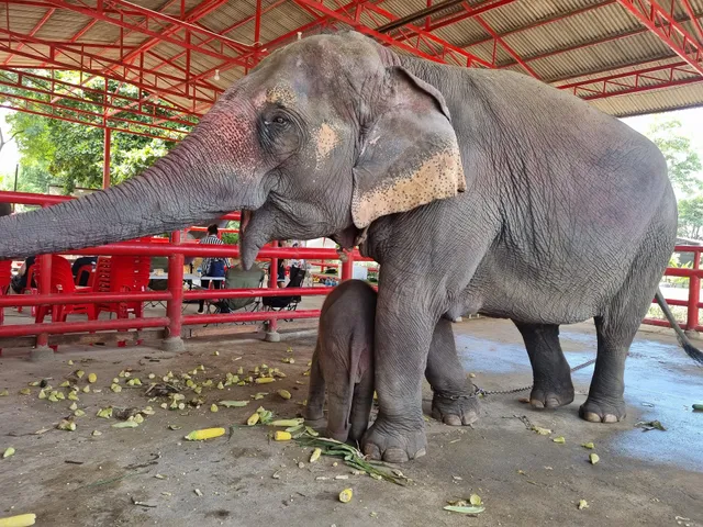 Elephant Royal Kraal Village Ayutthaya