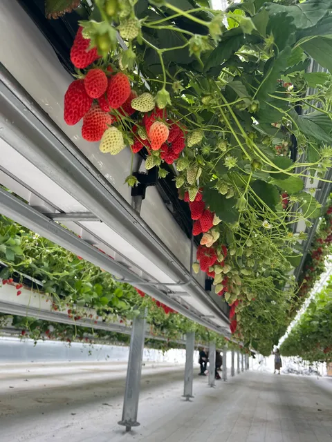Michino Ekimae Inawashiro Strawberry Orchards