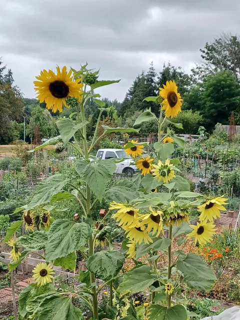 Licton Springs P-Patch Community Garden