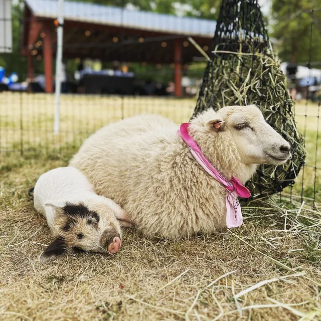Plucky Palomino Petting Zoo