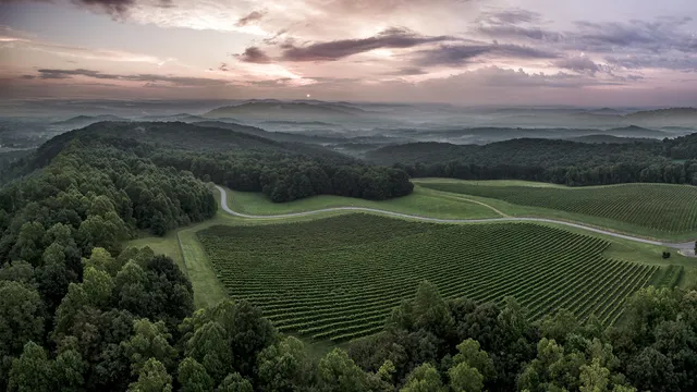 Dynamis Estate Wines