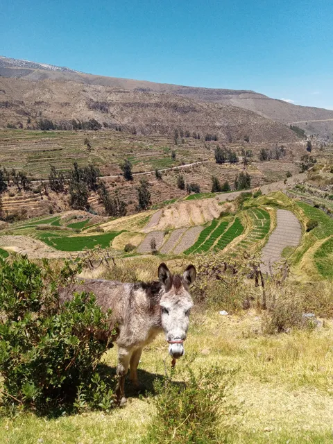 Mirador de Chacahuayo