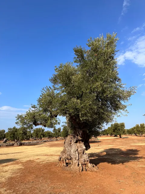 Castello di Pettolecchia