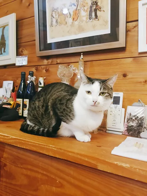 Cat Museum Lucky Field