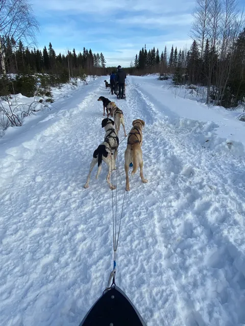 Séjour Laponie - Chien de traîneau et séjours nature en Laponie suédoise