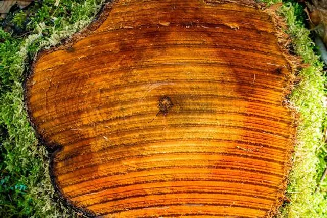 Puppetry Art Center of Taipei