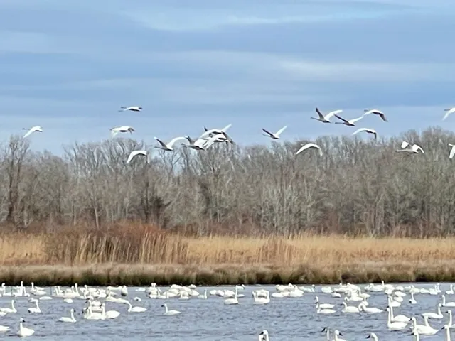 Pungo Unit Of Pocosin Lakes National Wildlife Refuge