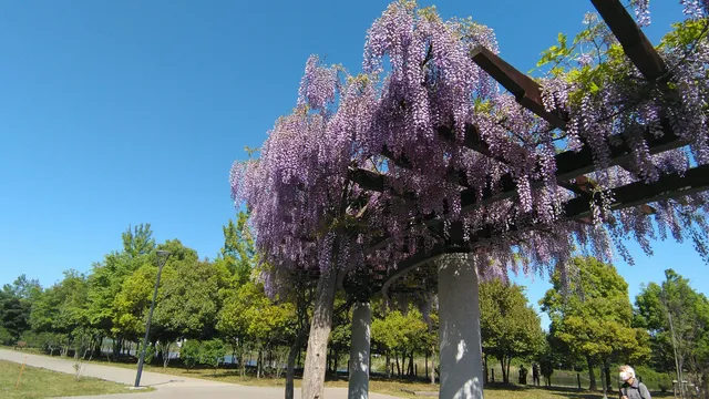Matsubushi Midori no Oka Park