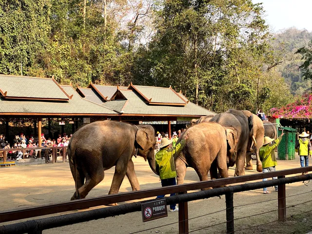 Xishuangbanna Wild Elephant Valley Tropical Rain Forest Scenic Area