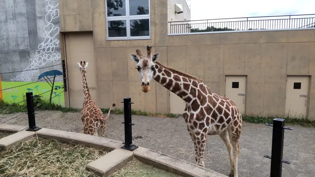 Giraffe House