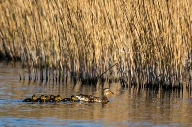 Les Marais d' Harchies
