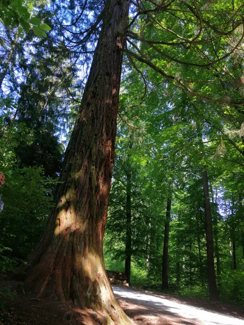 Wanderparkplatz Wellingtonien Wüstenrot
