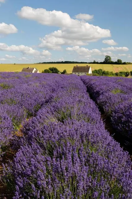 Cotswold Lavender