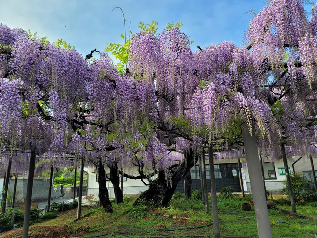 Takehana Betsuin Temple