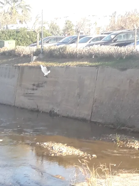 Μεγάλο Ρέμα Ραφήνας (βαλανάρη)