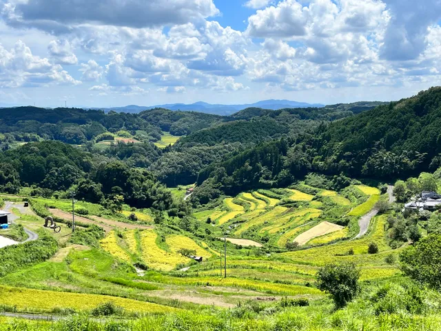 Kamimomi Rice Terrace