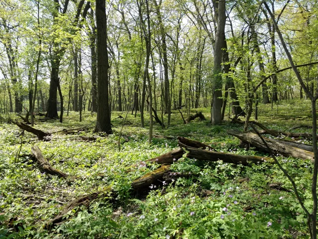 Palos Park Woods-North