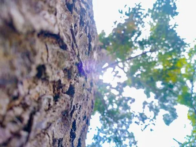 Padmarao Nagar Main Park