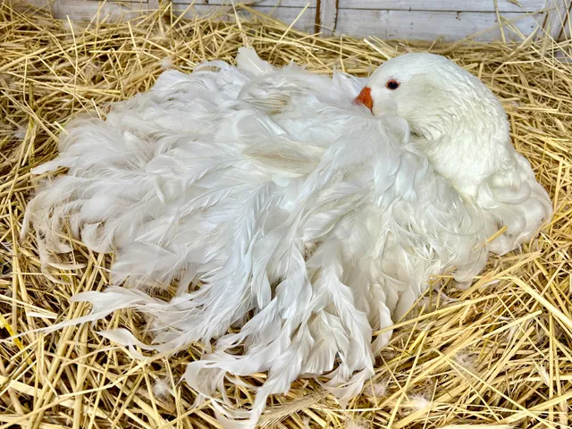 the Francisco Family Farm