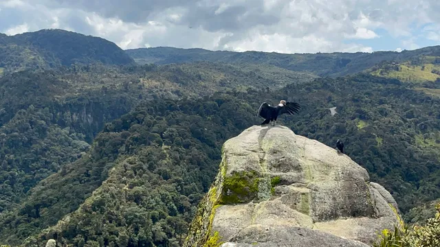 Mirador avistamiento del CONDOR