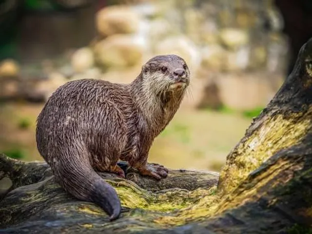 Living Shores Aquarium