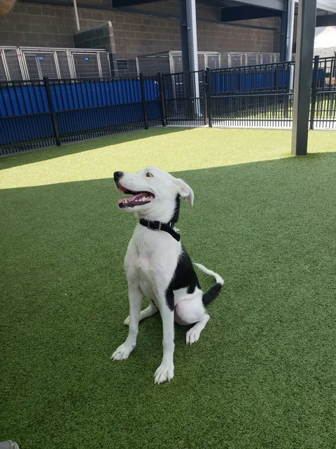 Pet Circle Regional Animal Center