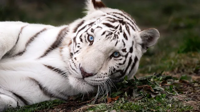 National Tiger Sanctuary