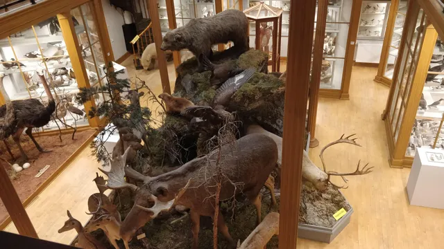 Biological museum