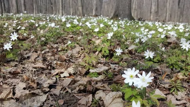Ścieżka przyrodnicza "Folusz"
