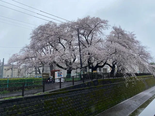 Saginomiya Athletic Square