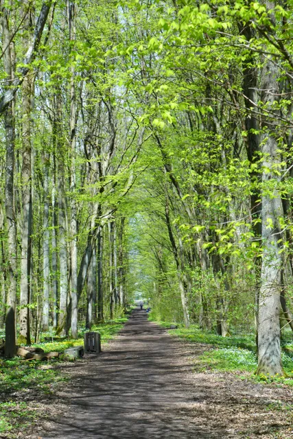 Zwierzyniecki Forest