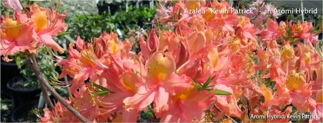 Mobile Botanical Gardens