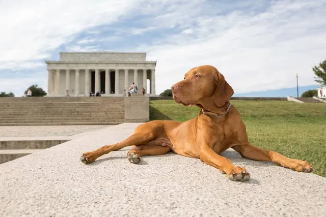 AKC Museum of the Dog