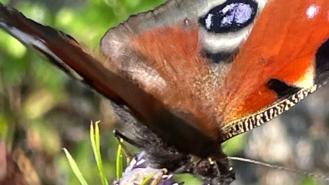 Foundation Hortus Nijmegen