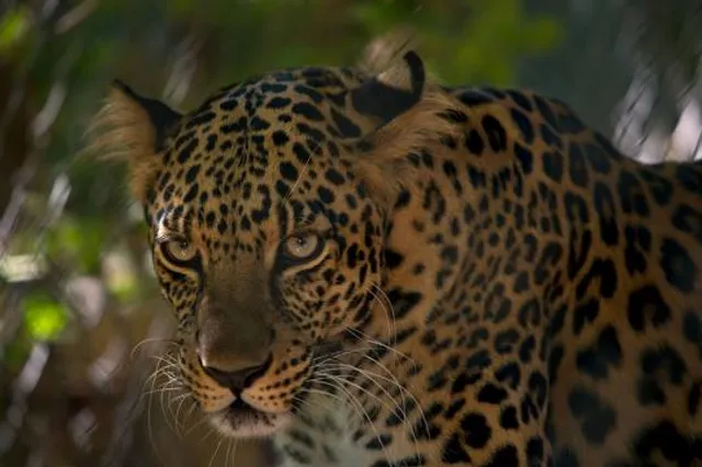 Wildlife World Zoo, Aquarium & Safari Park