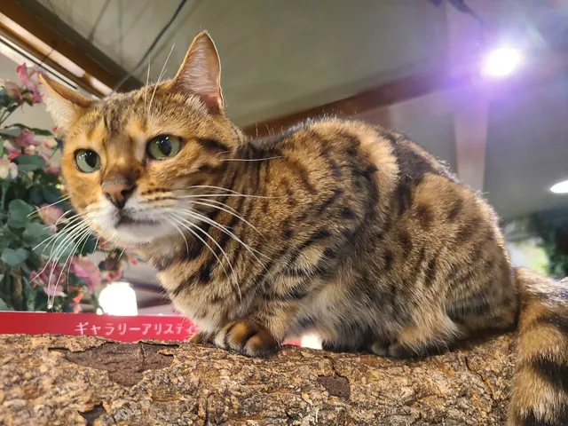 Gallery Alice's Tearoom チェシャ猫の森