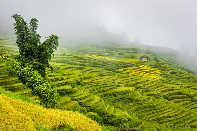 Ruộng Bậc Thang Y Tý