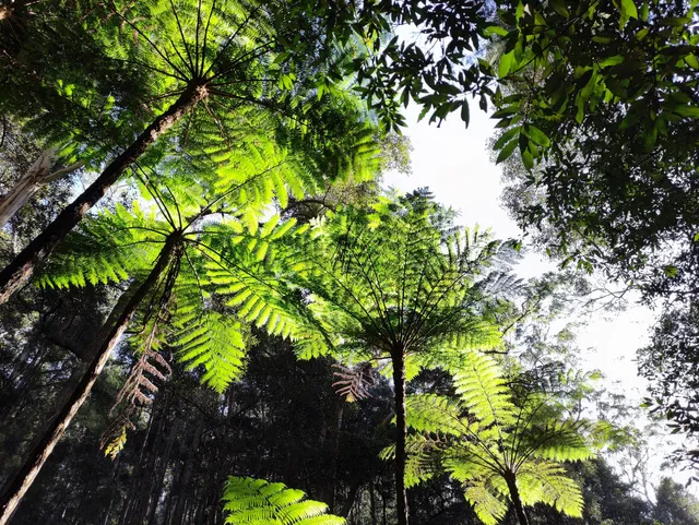 Great North Walk - Lane Cove National Park